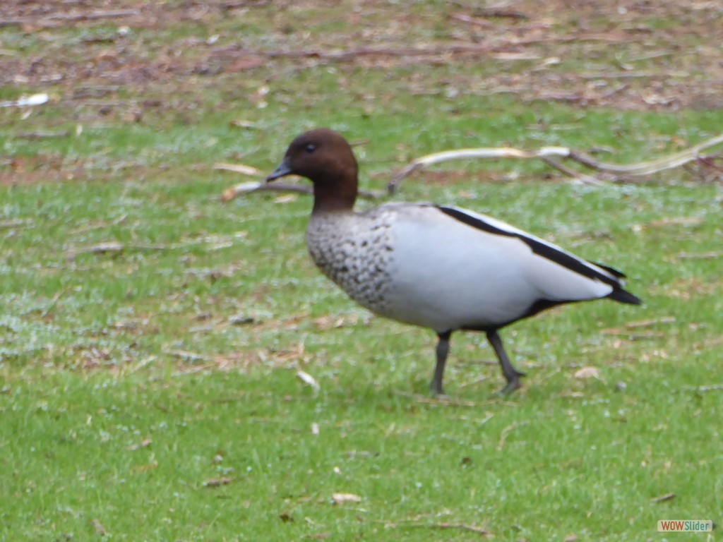 0606 Graeme06