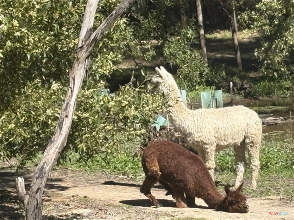 0911 Meg3